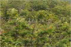 Grevillea pteridifolia